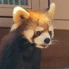 にゃんぽころこ