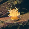 はやてぃー