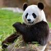 パンダーinTHEパーク