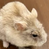 daitanqualitis