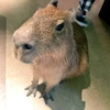 カピバラ