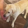 そのへんの犬