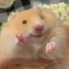 哺乳類