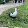 5歳のスヌーピー