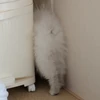 アンレッズ