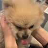 よしの