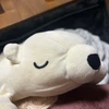 しゃむお