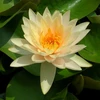 qqfowl