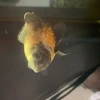 さくらんぼう