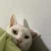 たぬき