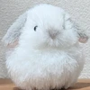 mimimityan_0915
