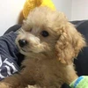 バルス