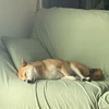 ナカハラ