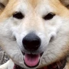 もぶたん