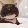 めろ