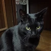 おはぎごまお