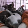 りんご