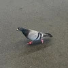 naideden99