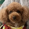 悪夢探偵