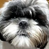 ひつじちゃん