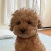 ゐ