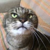 とがし
