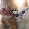 るはこ