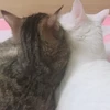 ごまちゃん