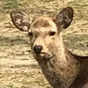 ほがそら凜