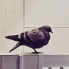 まち