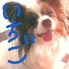 ひとみ