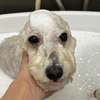 湯