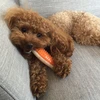 オレンジの子犬