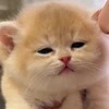 ぼにゃーる