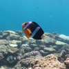 だま
