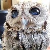 にこたん