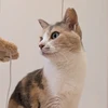 さよこ