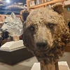 釜揚げしらす