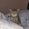はにゃ