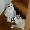 HuhCat