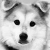 バクバクアイスdog
