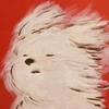 セリドラゴン