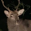 凌