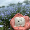 わんころもち