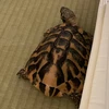 こまこま