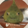 ダンゴウオ