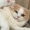 にゃおん