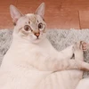 しゅがこ