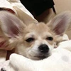 Rinrin