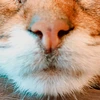 アンモニャイト